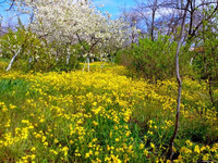 Природа Бессарабии.