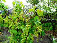 Природа Бессарабии.