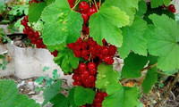 Природа Бессарабии.