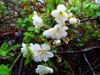 Природа Бессарабии.