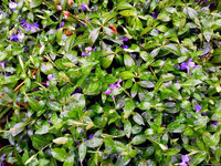 Природа Бессарабии.