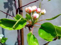 Природа Бессарабии.