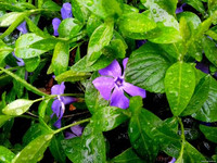 Природа Бессарабии.