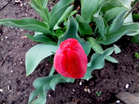 Природа Бессарабии.