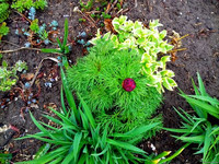 Природа Бессарабии.