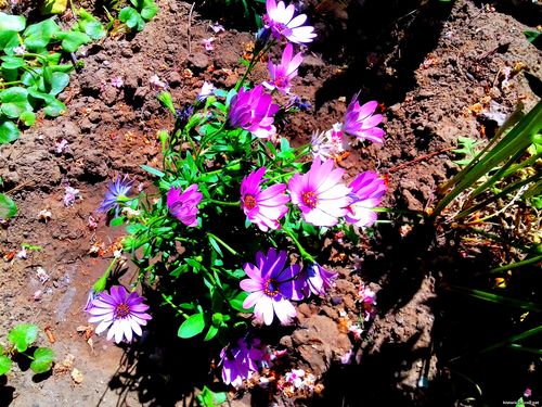 Природа Бессарабии.