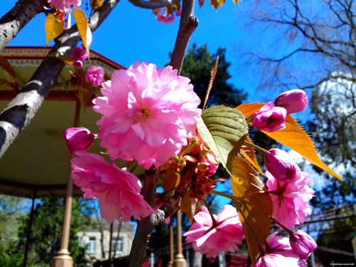 Природа Бессарабии.