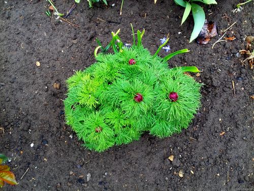 Природа Бессарабии.