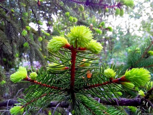 Природа Бессарабии.