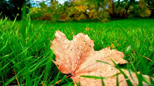 Природа Бессарабії.