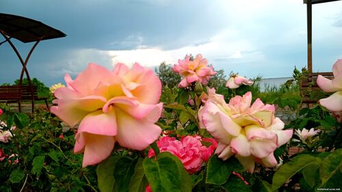 Природа Бессарабії.