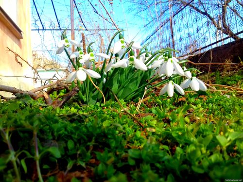 Природа Бессарабии.