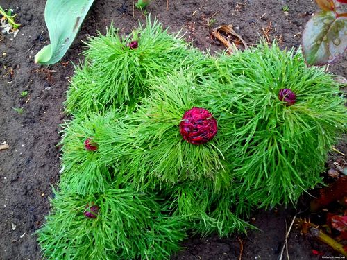 Природа Бессарабии.