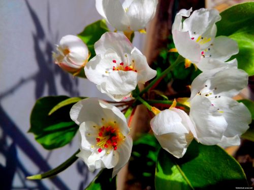 Природа Бессарабии.