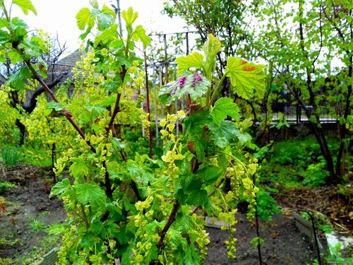 Природа Бессарабии.