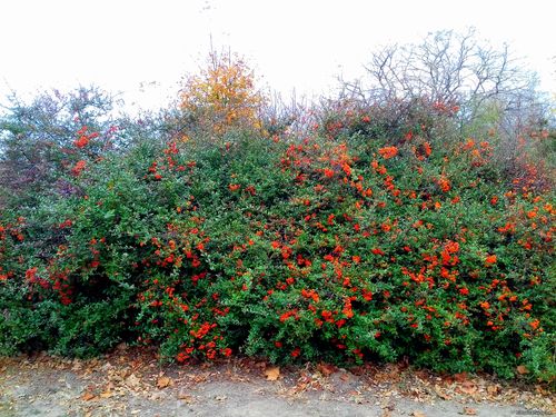 Природа Бессарабии.