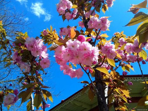 Природа Бессарабии.