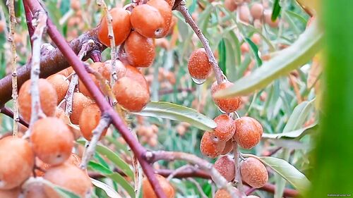 Природа Бессарабії.