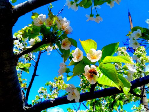 Природа Бессарабии.