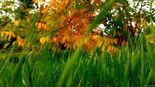 Природа Бессарабії.