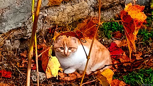 Природа Бессарабії.