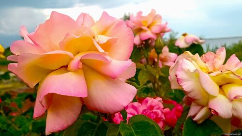 Природа Бессарабії.