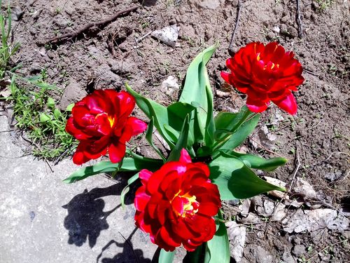 Природа Бессарабии.