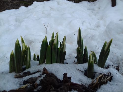 Природа Бессарабии.