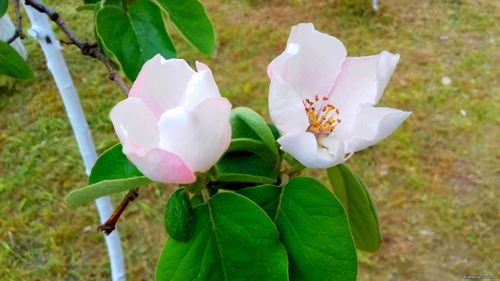 Природа Бессарабии.