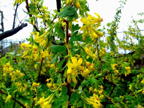 Природа Бессарабии.