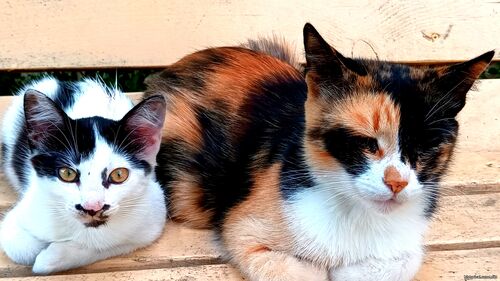 Природа Бессарабії.