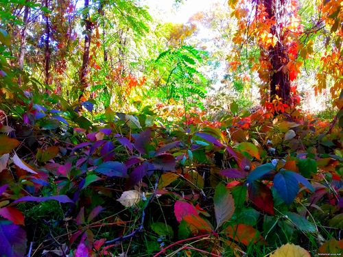 Природа Бессарабии.