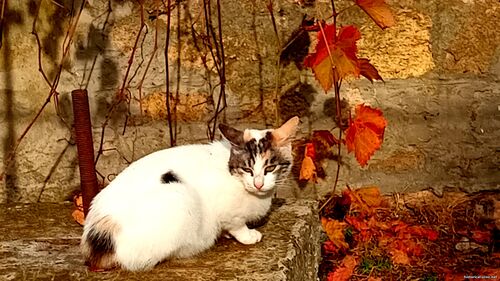 Природа Бессарабії.