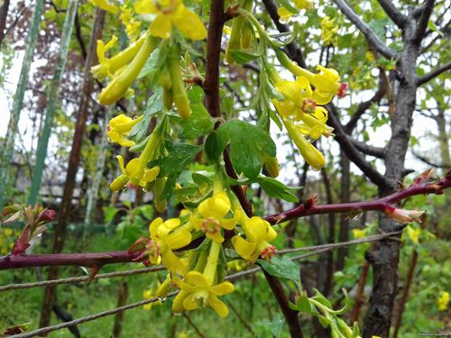 Природа Бессарабии.