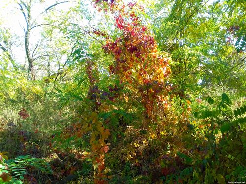 Природа Бессарабии.