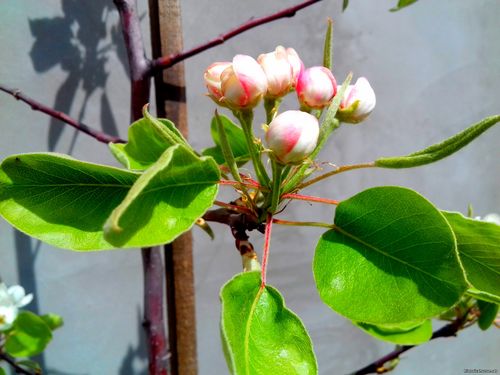 Природа Бессарабии.