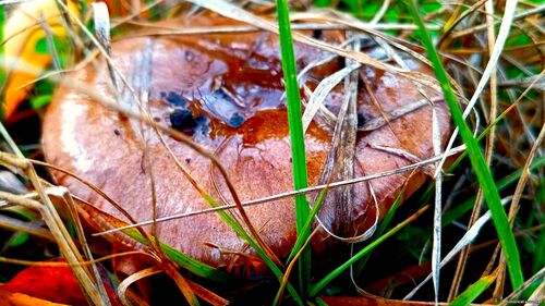 Природа Бессарабії.