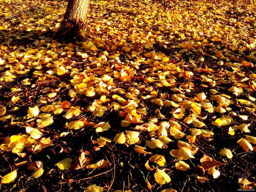 Природа Бессарабии.