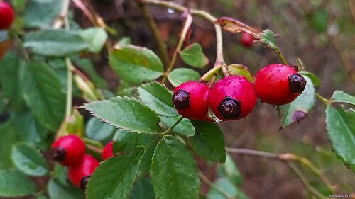 Природа Бессарабії.