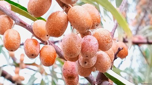 Природа Бессарабії.