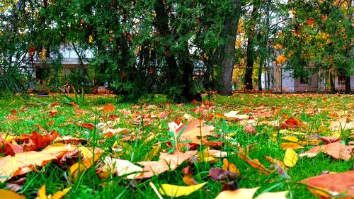 Природа Бессарабії.