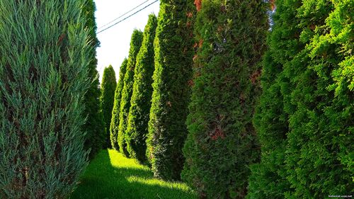 Природа Бессарабії.