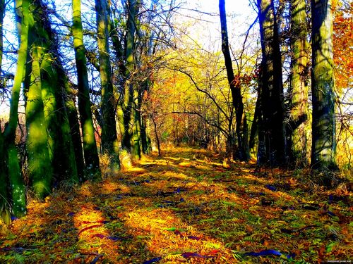 Природа Бессарабии.