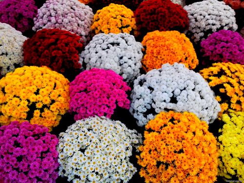 Природа Бессарабии.