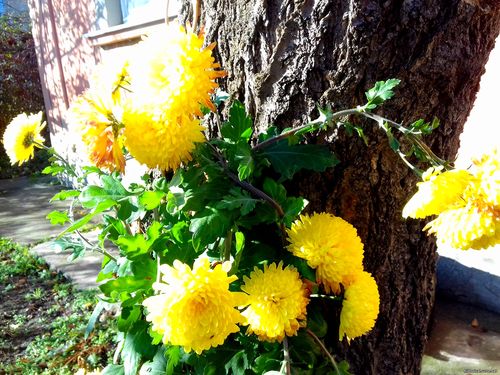 Природа Бессарабии.