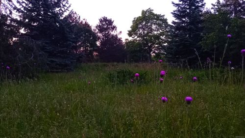 Природа Бессарабії.