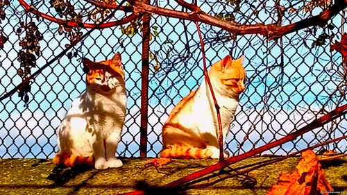 Природа Бессарабії.