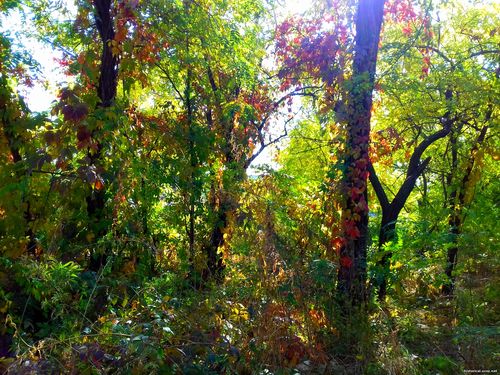 Природа Бессарабии.