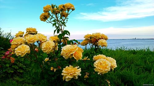 Природа Бессарабії.