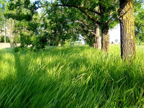 Природа Бессарабии.